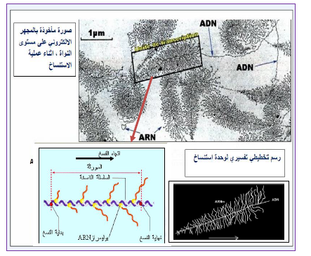 الملخص استنساخ المعلومة الوراثية